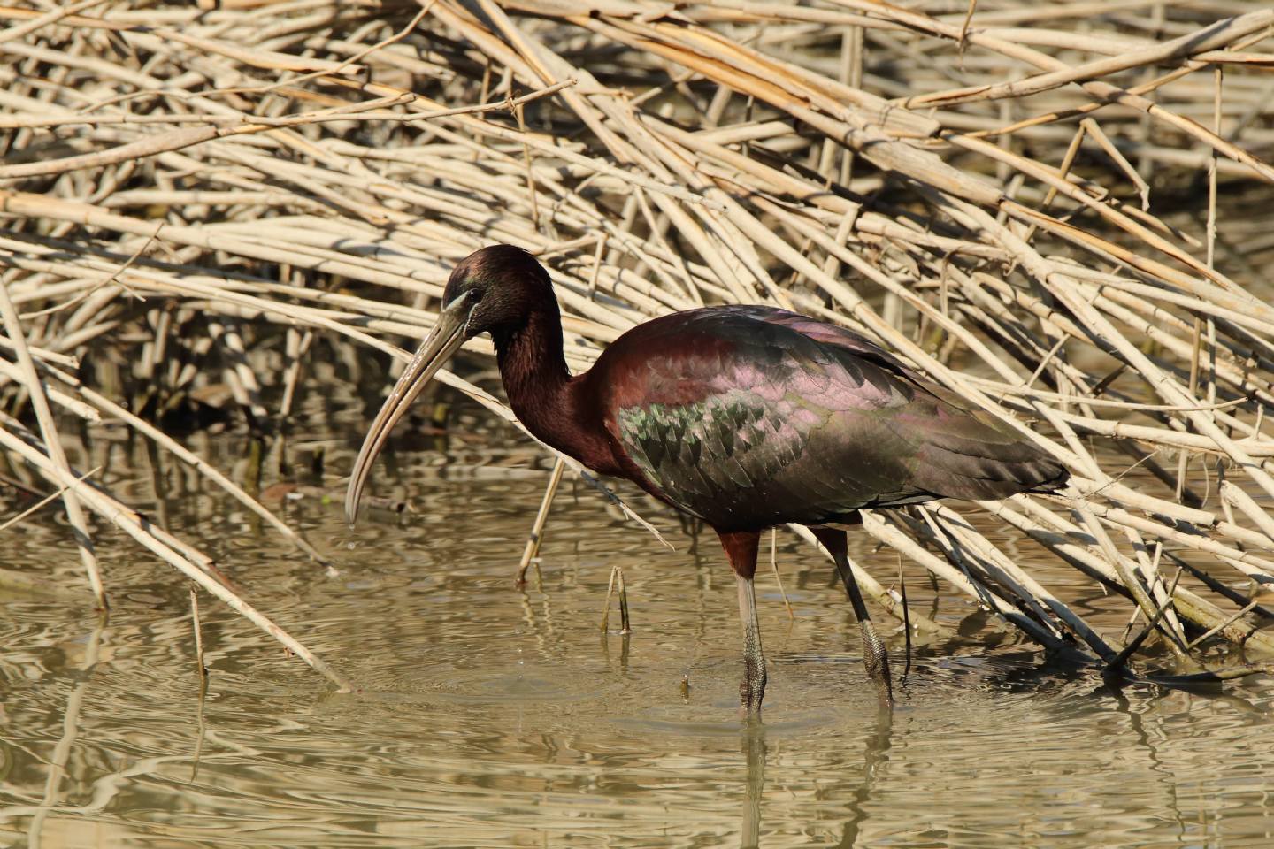 Mignattaio (Plegadis falcinellus)